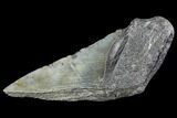Partial Fossil Megalodon Tooth #89426-1